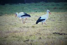 DSCF4881 (2).webp
