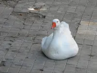 DSCN8497.webp
