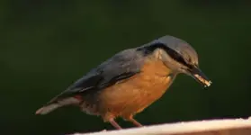 Kleiber makro.webp