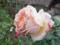 DSCF6816.webp