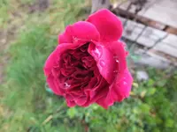 DSCF6785.webp