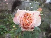 DSCF6790.JPG