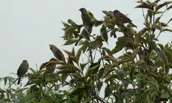 _MG_9911.webp