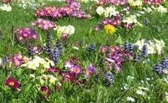 IMG_2715-a.webp
