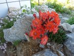 Echinocereus polyacanthus_09.06.2014.jpg