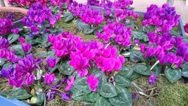 Bilda039.webp