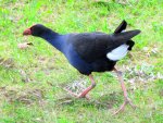 Pukeko v (1).jpg