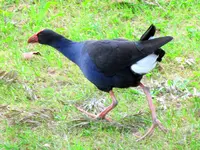 Pukeko v (1).webp