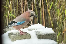 DSCF4767 (2).webp