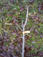 IMG_20151218_092050.webp
