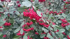 Bilda048.webp
