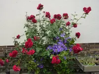 Kletterrose_Musimara und.webp