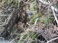 DSCF6915.webp