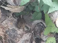 DSCF6922.webp