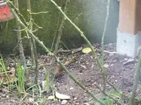 DSCF6928.webp