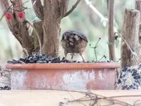 DSCF6874.webp