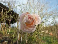 DSCF6931.webp