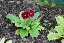 IMG_1517.webp
