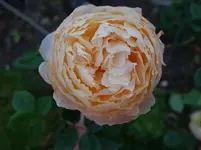 rsn2015 (39).webp