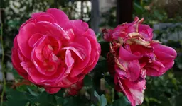 rsn2015 (35).webp