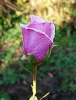 rsn2015 (36).webp