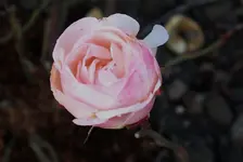 rsn2015 (37).webp