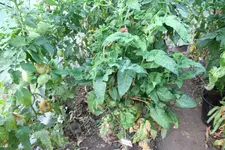 IMG_8095.jpg