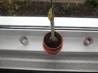 Amaryllis 23-12-15.webp