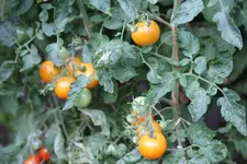 IMG_8058.webp