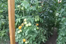 IMG_8460.jpg