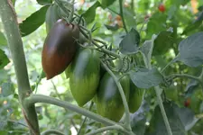 IMG_8775.jpg