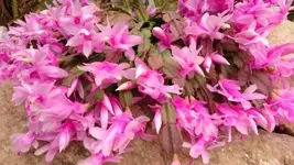 Bilda054.webp