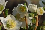 Helleborus Christmas Carol_weiss_grün_macro3_1000.JPG