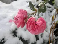 DSCN6509.webp