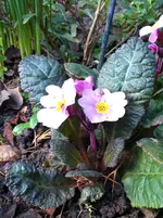 IMG_20151226_081924.webp
