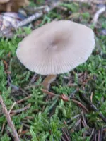 009_720x960.webp