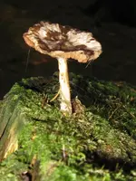 027_720x960.webp