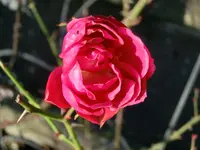 CIMG1758.webp