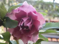 PC260977.webp