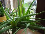 DSC04746.jpg