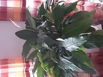 DSC04749.webp