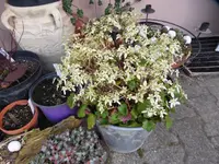 P1000961.webp