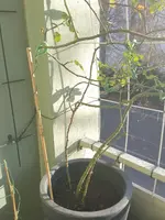 20151227_142815.webp