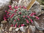 Saxifraga ( Kabschia)_Maria Theresae_23.03.2015.jpg