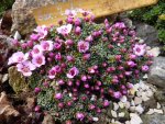 Saxifraga (po) _Laka_23.03.2015.jpg