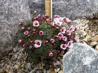 Saxifraga Bellisant 27.03.2011.webp