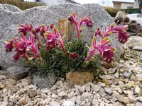 Saxifraga doerflerii 27.03.2011 .webp