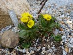 Saxifraga flagellaris_13.04.2014.jpg