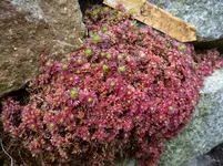 Saxifraga hypnoides_Kingii_23.03.2015.webp
