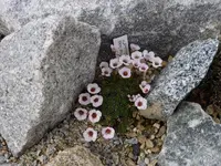 Saxifraga kabschia_Bellisant_ 10.04.2010.webp